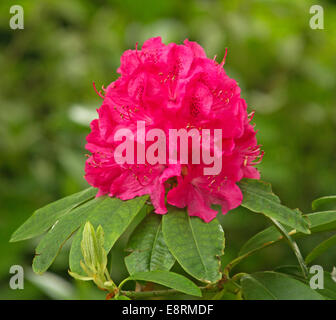 Cluster di grandi dimensioni di luminoso rosso magenta rhododendron fiori e fogliame verde contro sfondo verde chiaro Foto Stock