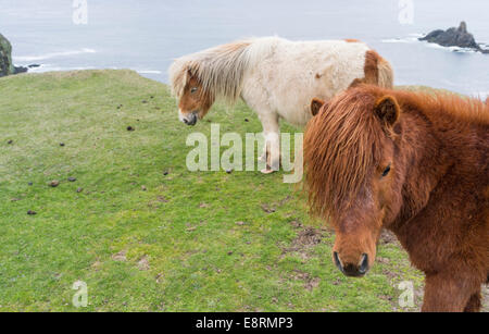 Pony Shetland su pascolo vicino alte scogliere, isole Shetland, Scozia. (Grandi dimensioni formato disponibile) Foto Stock