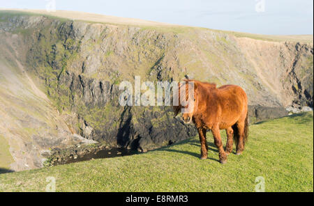 Pony Shetland su pascolo vicino alte scogliere, isole Shetland, Scozia. (Grandi dimensioni formato disponibile) Foto Stock