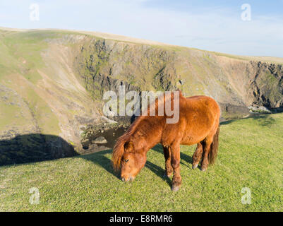 Pony Shetland su pascolo vicino alte scogliere, isole Shetland, Scozia. (Grandi dimensioni formato disponibile) Foto Stock