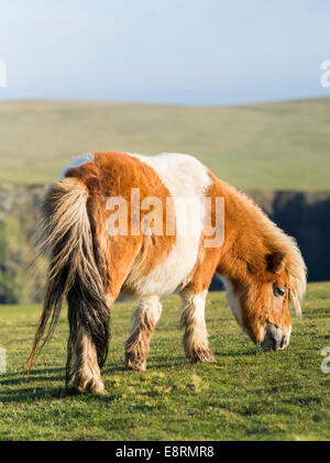 Pony Shetland su pascolo vicino alte scogliere, isole Shetland, Scozia. (Grandi dimensioni formato disponibile) Foto Stock