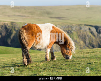 Pony Shetland su pascolo vicino alte scogliere, isole Shetland, Scozia. (Grandi dimensioni formato disponibile) Foto Stock