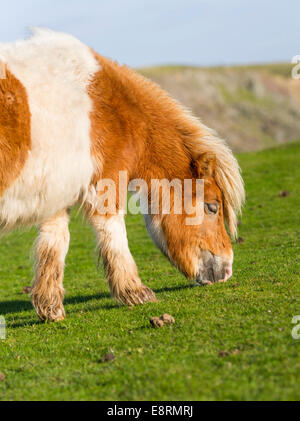 Pony Shetland su pascolo vicino alte scogliere, isole Shetland, Scozia. (Grandi dimensioni formato disponibile) Foto Stock