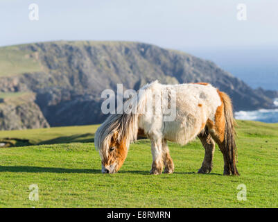 Pony Shetland su pascolo vicino alte scogliere, isole Shetland, Scozia. (Grandi dimensioni formato disponibile) Foto Stock