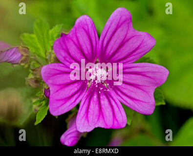 Vivid rosa / magenta & fiori foglie verdi di malva, Malva Sylvestris, un britannico di fiori selvaggi / erbaccia con sfondo verde Foto Stock