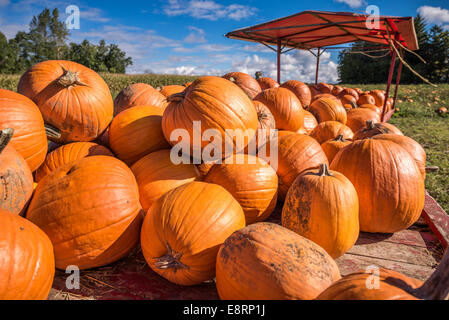 Zucche illuminate dal sole su di un carrello in un campo di agricoltori. Foto Stock