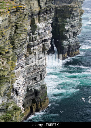 Le scogliere a testa Noup sull isola di Westray, casa di uno dei più grandi del mare colonie di uccelli nel Regno Unito, delle Isole Orkney, Scozia. Foto Stock