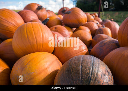 Zucche in un campo di agricoltori. Foto Stock