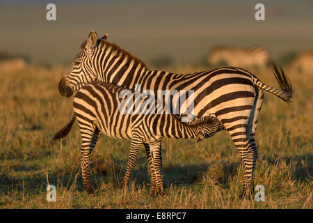 Zebra mare e l' assistenza infermieristica puledro in sera sun Foto Stock