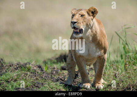 Leonessa cercando da acqua potabile Foto Stock