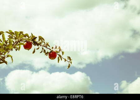 Le mele rosse sul ramo Foto Stock
