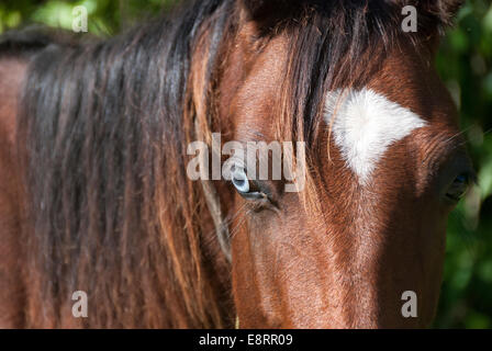 Un cavallo bianco e blu pascolo sul lato di una strada rurale a Cuba. La condizione è solitamente accompagnata da varie marcature bianche del viso . Foto Stock