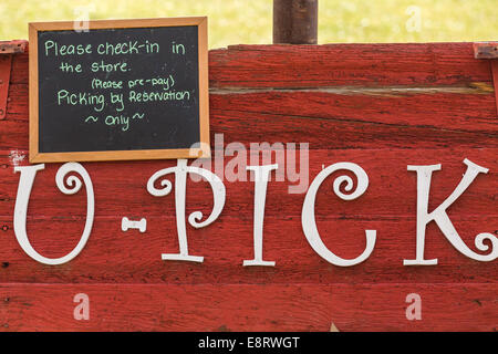 U-pick apple farm su un giorno in autunno. Foto Stock