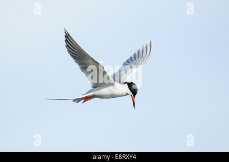 Tern comune in volo sopra una zona umida prateria Foto Stock