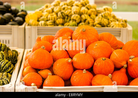 Zucca patch sulla soleggiata giornata autunnale. Foto Stock