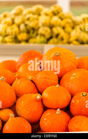 Zucca patch sulla soleggiata giornata autunnale. Foto Stock