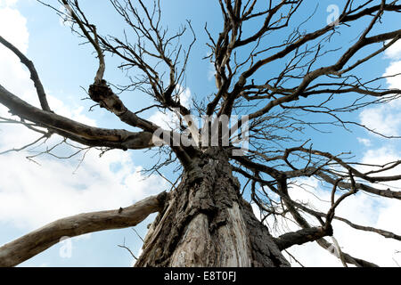 Coppia di ippocastano che è morto ed è ancora in piedi in campi aperti contro uno sfondo di cielo blu in estate Foto Stock