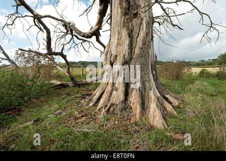 Base del vecchio cavallo morto tronco di castagno da deperimento ora marciume e infestati da insetti tarli e funghi corteccia hanging off Foto Stock