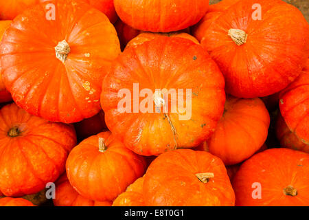 Zucca patch sulla soleggiata giornata autunnale. Foto Stock