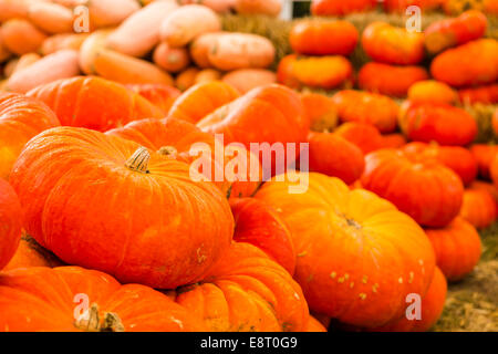 Zucca patch sulla soleggiata giornata autunnale. Foto Stock