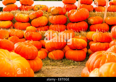 Zucca patch sulla soleggiata giornata autunnale. Foto Stock