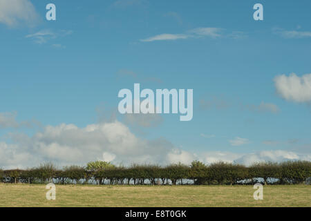 La coltivazione su North Downs collina gessosa fertile terreno appena seminato con prati in contrasto con siepe Foto Stock