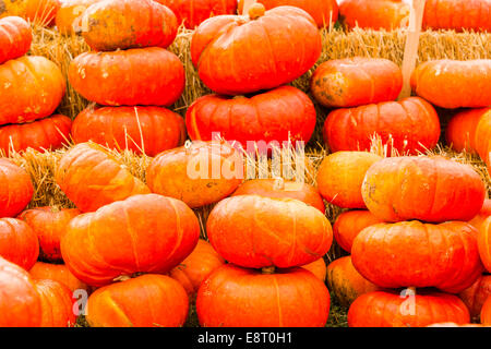 Zucca patch sulla soleggiata giornata autunnale. Foto Stock