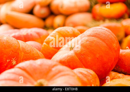 Zucca patch sulla soleggiata giornata autunnale. Foto Stock