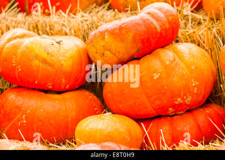 Zucca patch sulla soleggiata giornata autunnale. Foto Stock