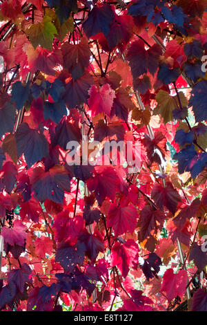 Vitis vinifera foglie . Vitigno le foglie in autunno Foto Stock