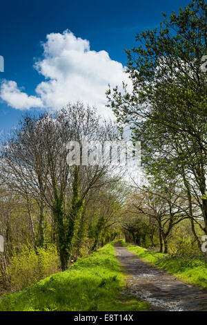 Regno Unito, Inghilterra, Devon, Est Yarde, Tarka Trail lungo in disuso la linea ferroviaria Foto Stock