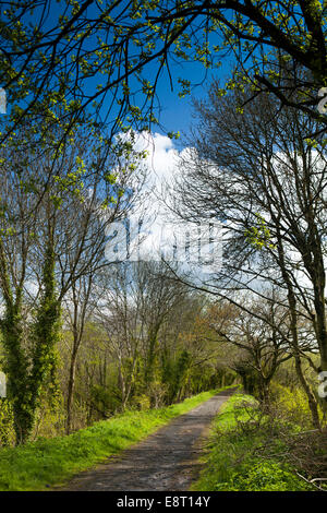 Regno Unito, Inghilterra, Devon, Est Yarde, Tarka Trail lungo in disuso la linea ferroviaria Foto Stock