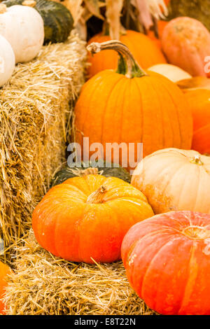 Zucca patch sulla soleggiata giornata autunnale. Foto Stock