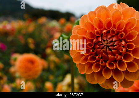 Primo piano della rotonda arancione pom pom dalie nel giardino. 'David Digweed" varietà a Ferncliff giardini, missione, BC, Canada. Foto Stock