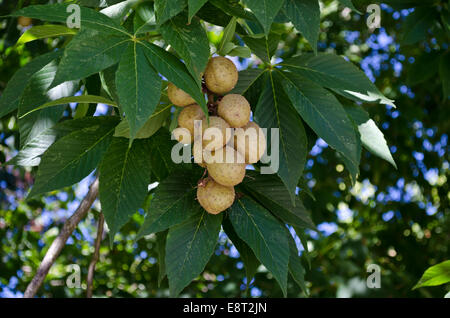 Ohio Buckeye (Aesculus glabra) con frutta crescendo sui suoi rami di alberi. Chiamato anche "fetida buckeye'. Foto Stock