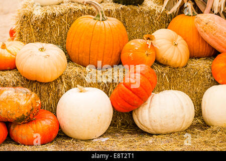 Zucca patch sulla soleggiata giornata autunnale. Foto Stock