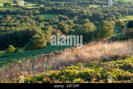 Nella tarda estate del paesaggio inglese vicino a Glossop, Derbyshire. Foto Stock