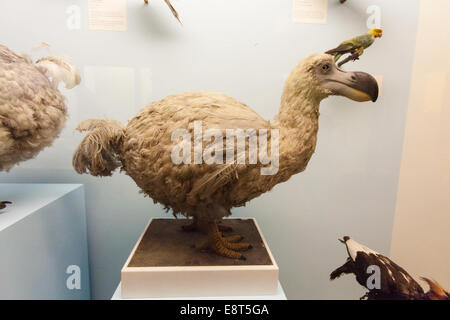 Farcite Dodo bird in mostra presso il Museo di Storia Naturale,Kensington, Londra, Inghilterra, Regno Unito. Foto Stock