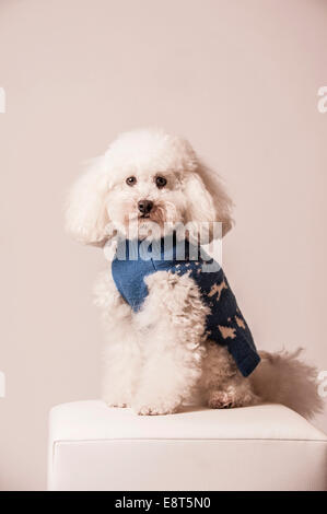 Barboncino Toy che indossa un maglione Foto Stock