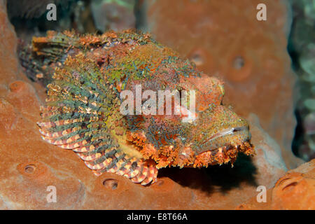 Tassled Scorfani (Scorpaenopsis oxycephala) in appoggio su una spugna, Sito Patrimonio Mondiale dell'UNESCO, della Grande Barriera Corallina, Australia Foto Stock