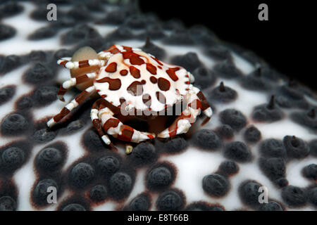 Anemone granchio (Lissocarcinus laevis) che trasportano le uova proprio sull'addome, vivere sul mare cetriolo (Holothuroidea) Foto Stock