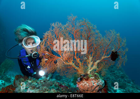 Femmina sub guardando di gorgonie e coralli ventola, Soft Coral (Melithaea sp.), il Sito Patrimonio Mondiale dell'UNESCO, della Grande Barriera Corallina Foto Stock