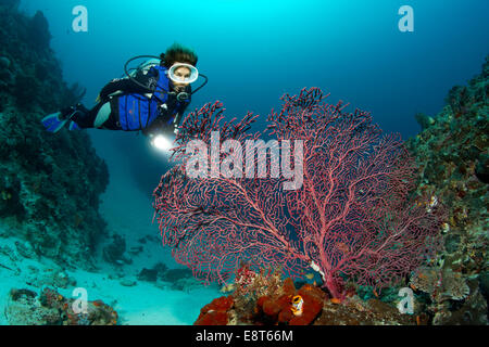 Femmina sub guardando una gorgonia, Fan coral, Soft Coral, Sito Patrimonio Mondiale dell'UNESCO, della Grande Barriera Corallina, Australia Foto Stock