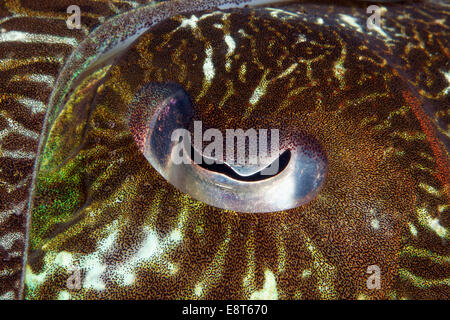Occhio di un Broadclub Seppie (Sepia latimanus), il Sito Patrimonio Mondiale dell'UNESCO, della Grande Barriera Corallina, Australia, Oceano Pacifico Foto Stock