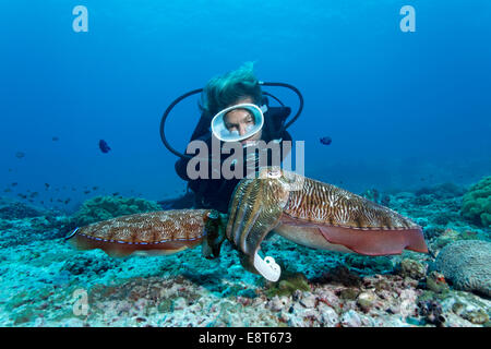 I subacquei guardando una coppia di Broadclub Seppie (Sepia latimanus), il Sito Patrimonio Mondiale dell'UNESCO, della Grande Barriera Corallina, Australia Foto Stock