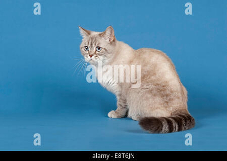 Selkirk Rex cat Foto Stock