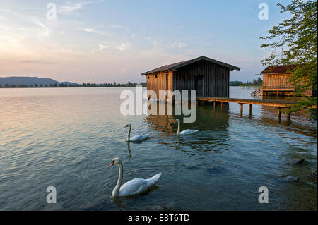Cigni (Cygnus olor), boathouses sul lago Kochel nella luce della sera, vicino a Kochel am See, Alta Baviera, Baviera, Germania Foto Stock