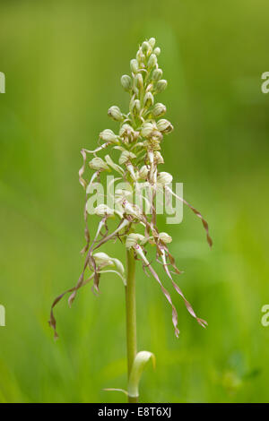 Lizard Orchid (Himantoglossum hircinum), fioritura, Turingia, Germania Foto Stock