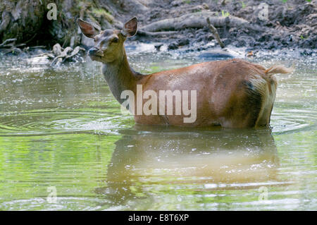 Il cervo (Cervus elaphus), hind il raffreddamento in acqua, captive, Baviera, Germania Foto Stock