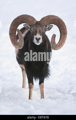 Muflone Europeo (Ovis orientalis musimon), ram in piedi nella neve, captive, Baviera, Germania Foto Stock